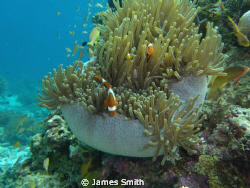 Clown Fish Still Life
 by James Smith 